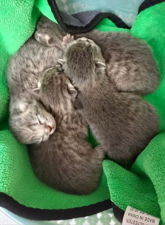 Продаются котята скоттиш фолд и скоттиш страйт — 2