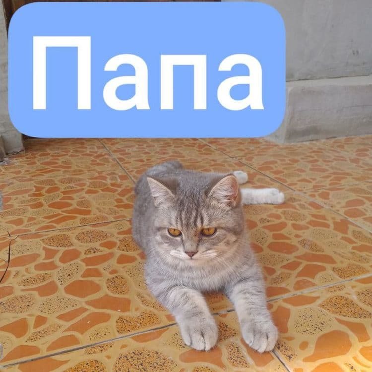 Продаются котята скоттиш фолд и скоттиш страйт — 3