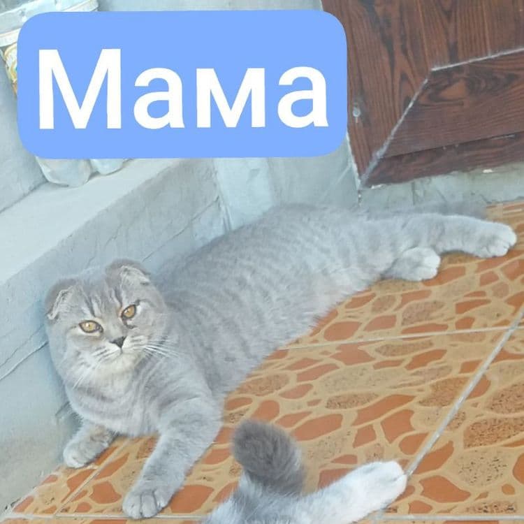 Продаются котята скоттиш фолд и скоттиш страйт — 4