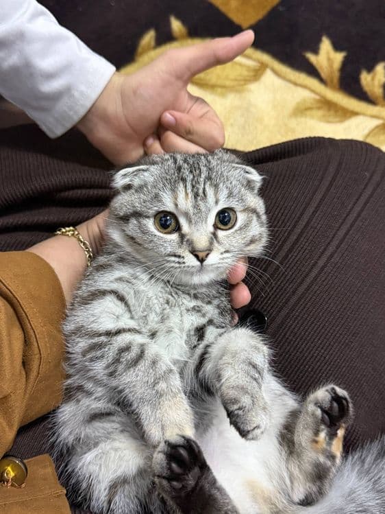 Висло ухо британский — 3