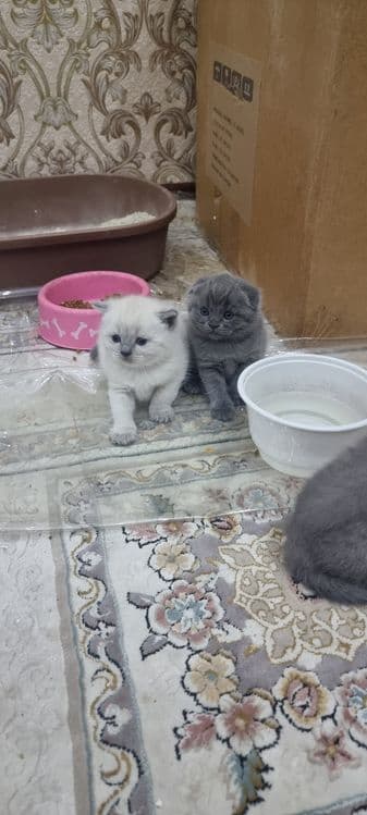 Продаётся пародистийе катята — 1