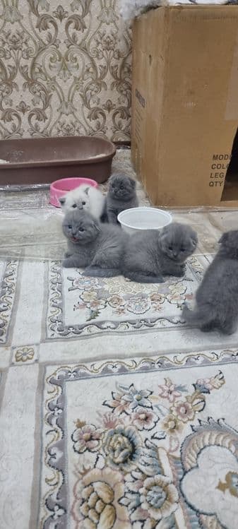 Продаётся пародистийе катята — 2