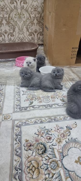 Продаётся пародистийе катята — 3