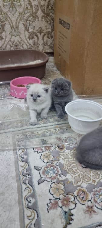 Продаётся пародистийе катята — 4
