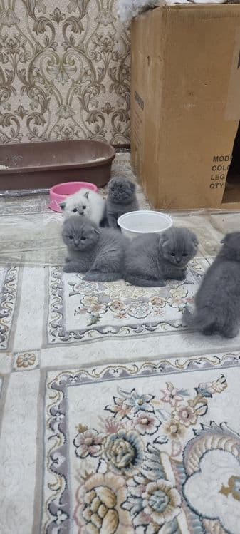 Продаётся пародистийе катята — 5