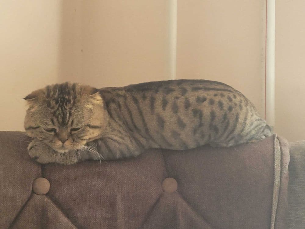 Продам кота 1 годик — 2