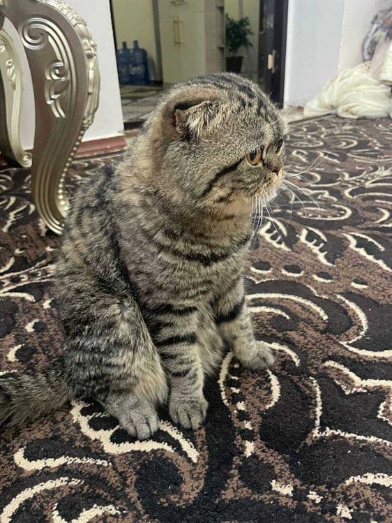 Продам кота 1 годик — 3