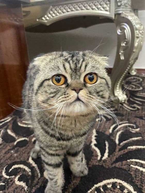 Продам кота 1 годик — 4