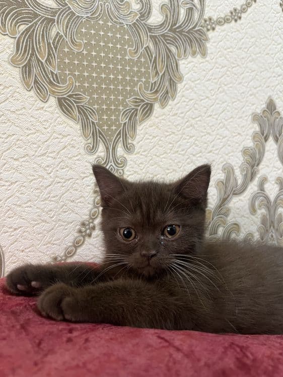Продаются породистые котята Scottish Straight — 5