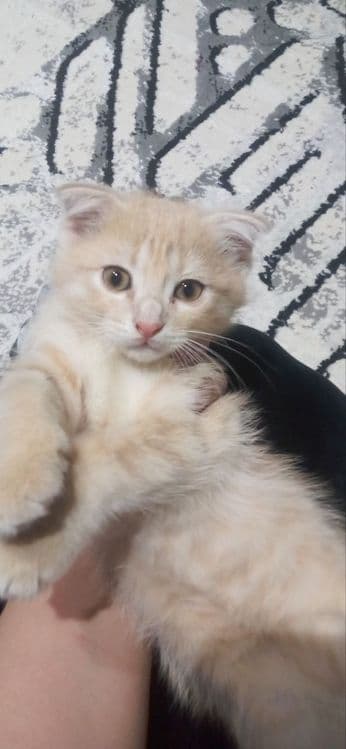 Кошка фолд  асалча — 2