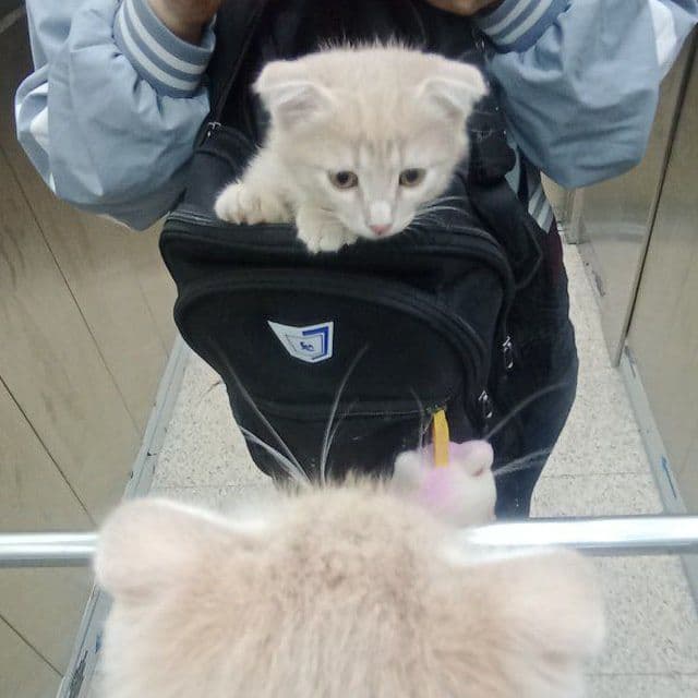 Кошка фолд  асалча — 3