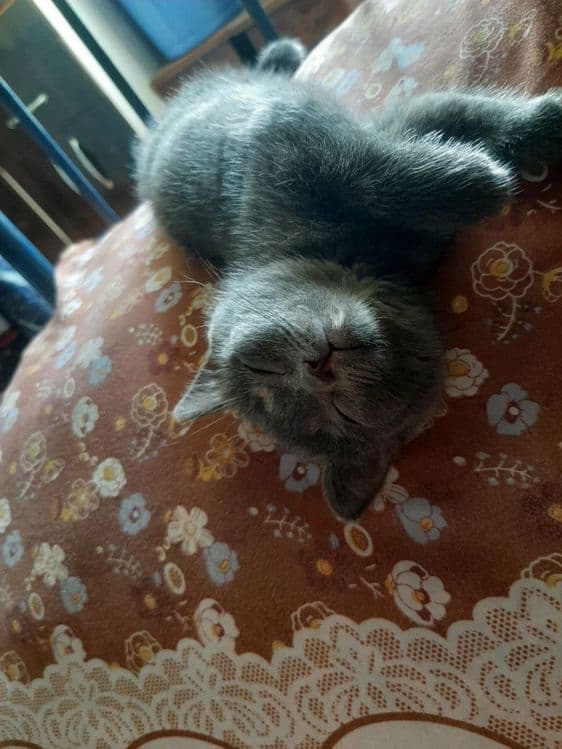 Британская короткошерстная кошка — 2
