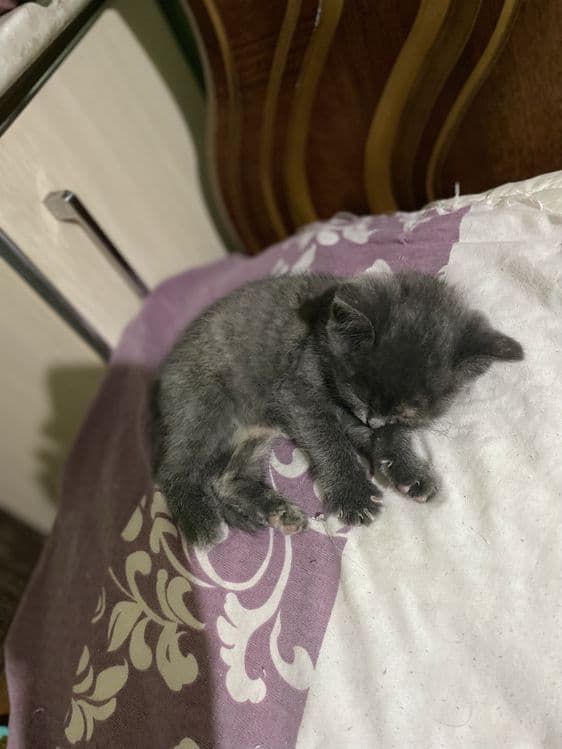 Британская короткошерстная кошка — 3