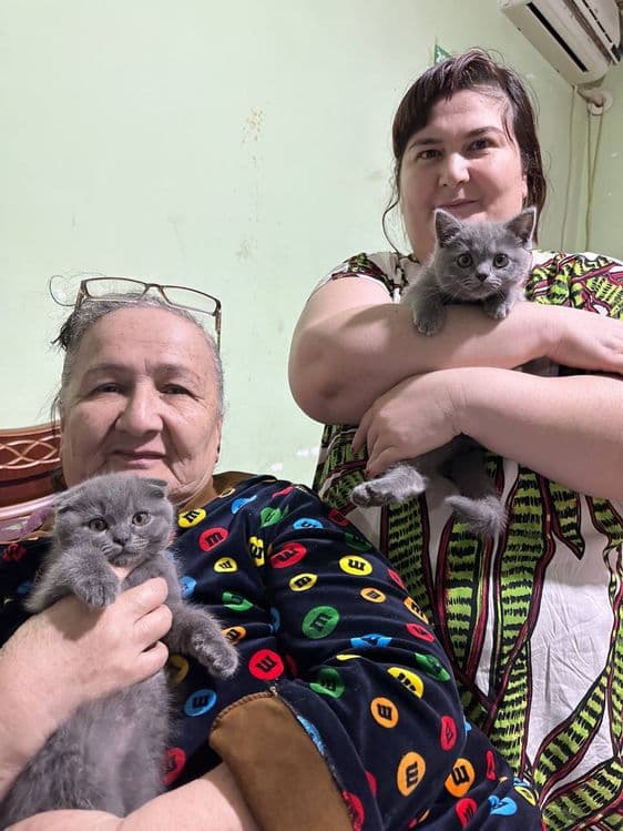 Британская короткошерстная кошка — 4