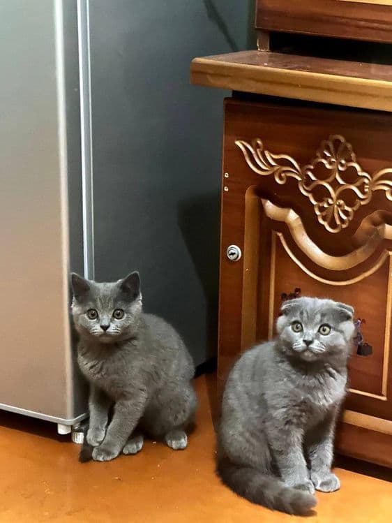 Британская короткошерстная кошка — 6