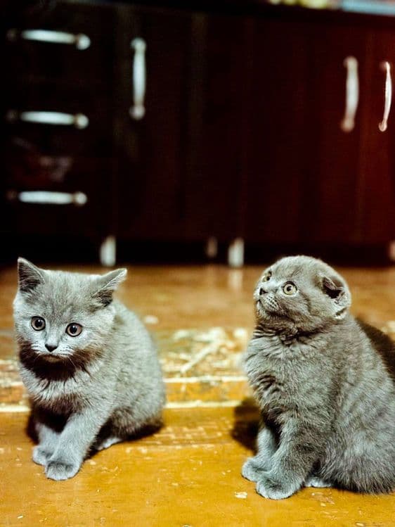 Британская короткошерстная кошка — 7