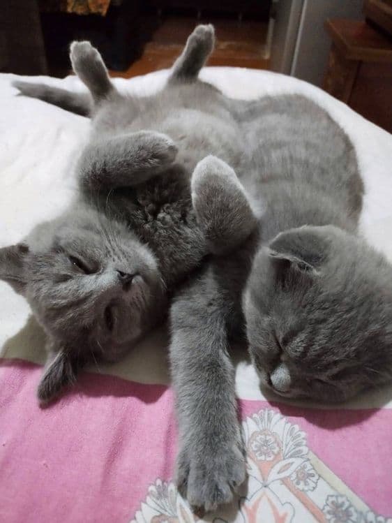 Британская короткошерстная кошка — 8