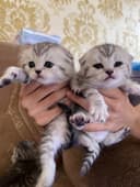 Продаётся котяты