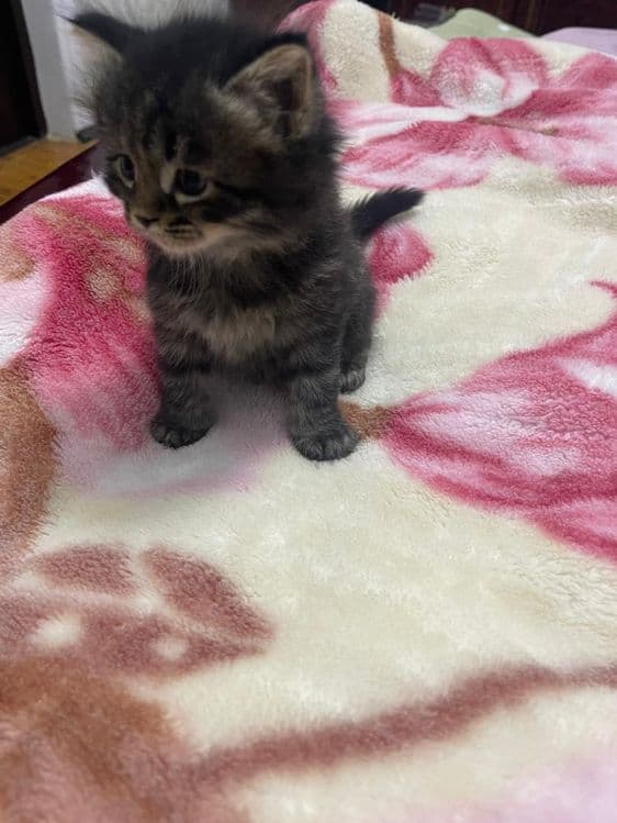 Продаётся котёнок — 3