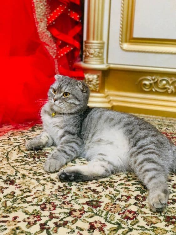 Zotli VA aqili mushuk sotili — 4