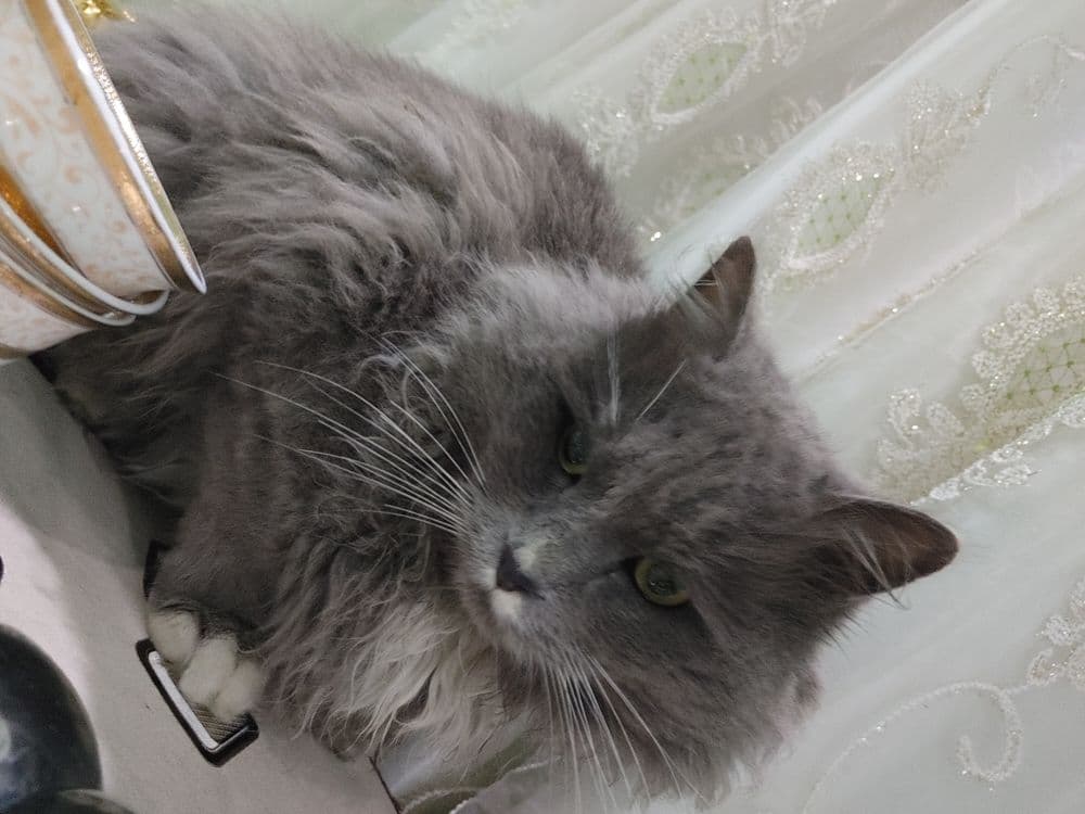 нибуленг кошка парень — 2