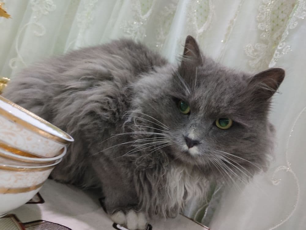 нибуленг кошка парень — 3