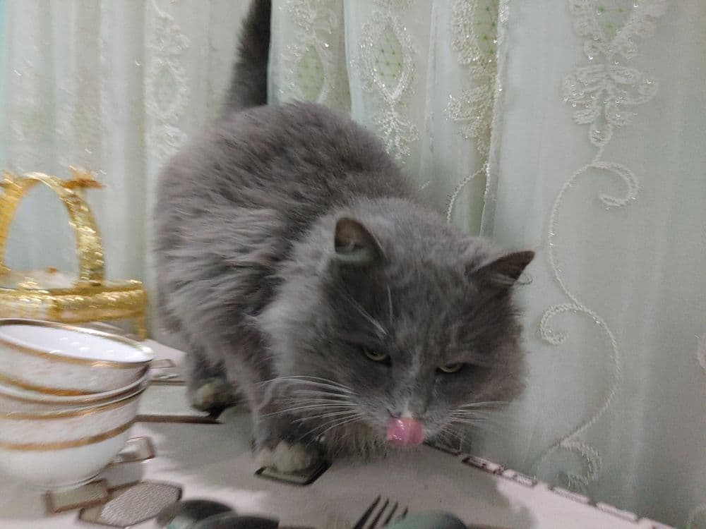 нибуленг кошка парень — 4