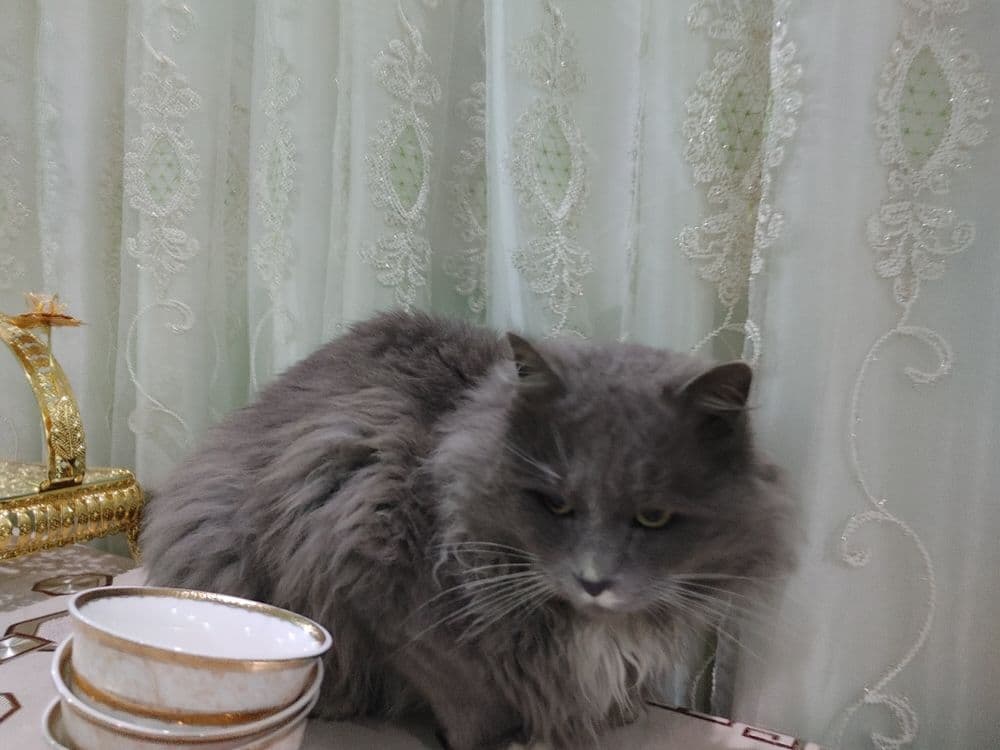 нибуленг кошка парень — 5