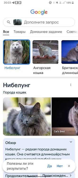 нибуленг кошка парень — 6