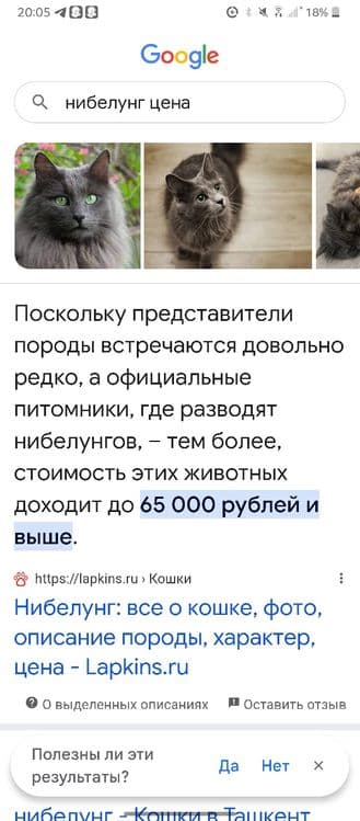 нибуленг кошка парень — 7
