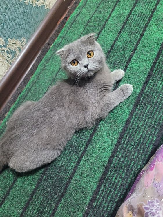 6 oylik qiz mushugimiz sotivda — 2