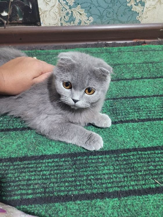 6 oylik qiz mushugimiz sotivda — 3