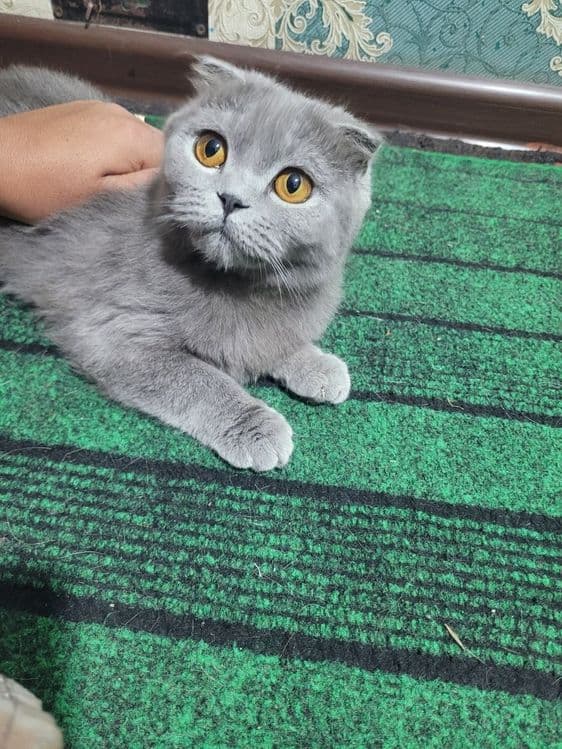 6 oylik qiz mushugimiz sotivda — 4
