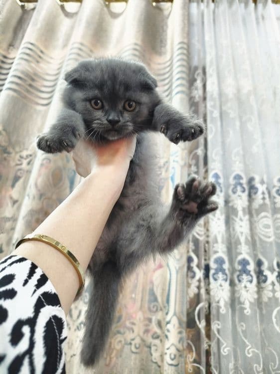 Зотдор мушук болалари сотилади — 2