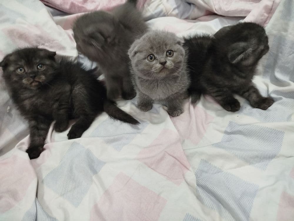 Зотдор мушук болалари сотилади — 3