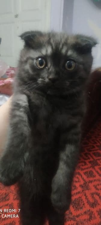 Кошка скоттиш фольд — 2