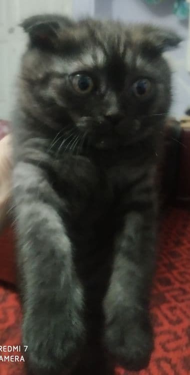 Кошка скоттиш фольд — 3