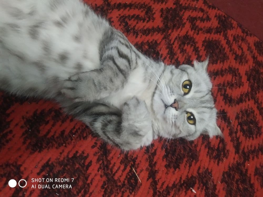 Кошка скоттиш фольд — 4