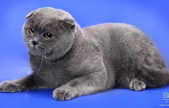 Кошка скоттиш фольд — 5