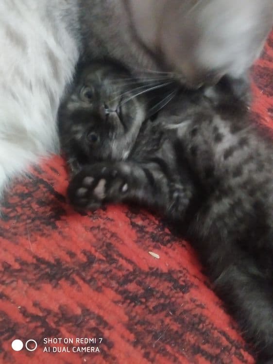 Кошка скоттиш фольд — 6