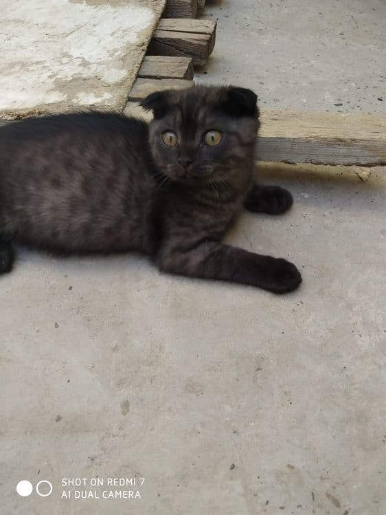 Кошка скоттиш фольд — 7