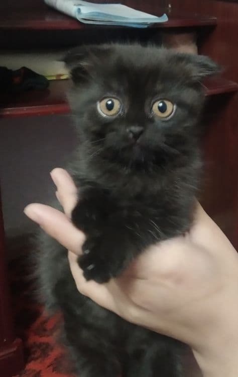 Скоттиш фольд чистокровный — 2