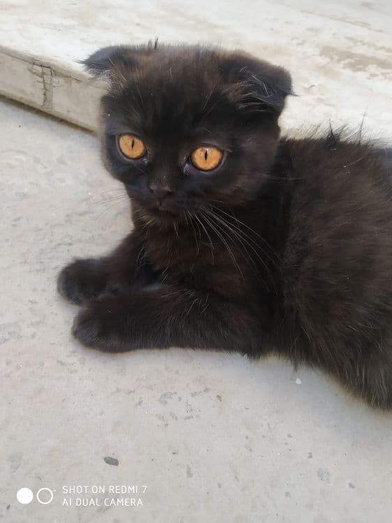 Скоттиш фольд чистокровный — 3