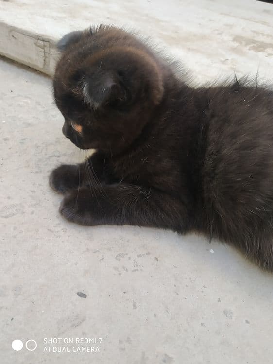 Скоттиш фольд чистокровный — 4