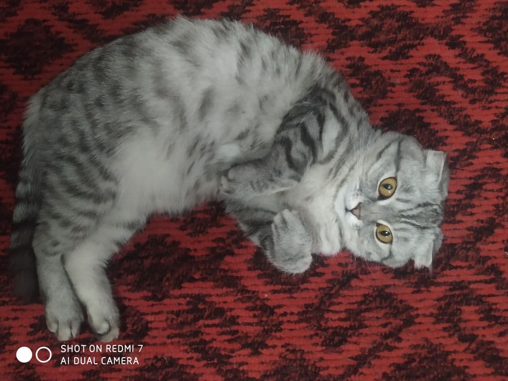 Скоттиш фольд чистокровный — 6