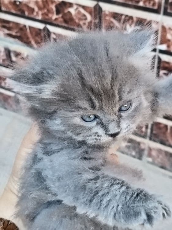 Продается кошки 4шт все цвета серый — 2