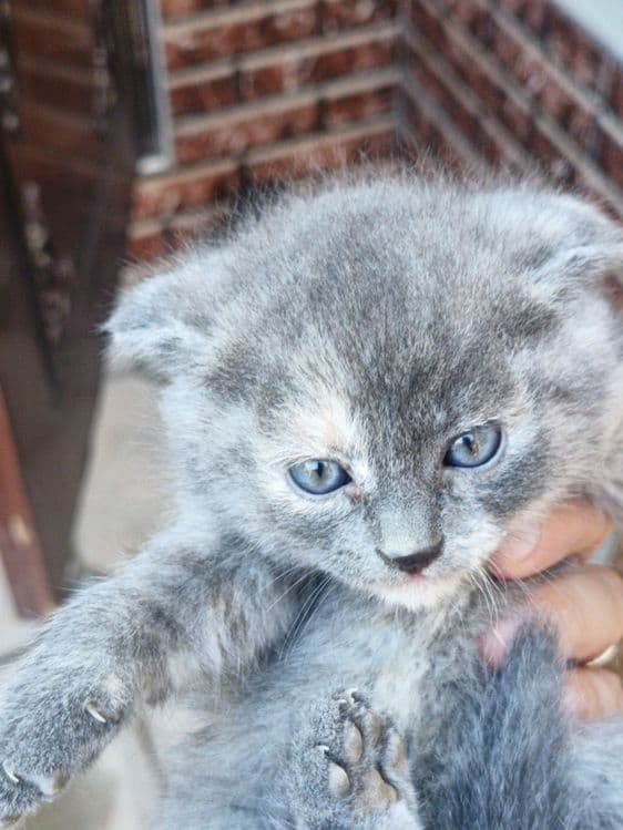 Продается кошки 4шт все цвета серый — 4
