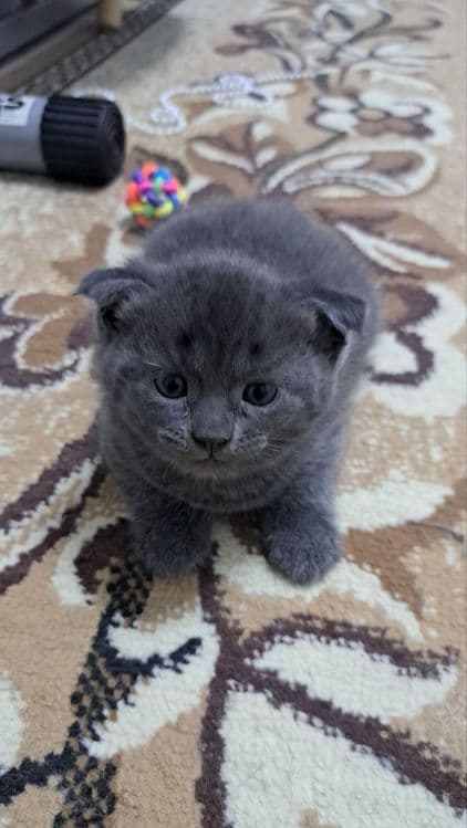 Продаются котята маленькие. — 2