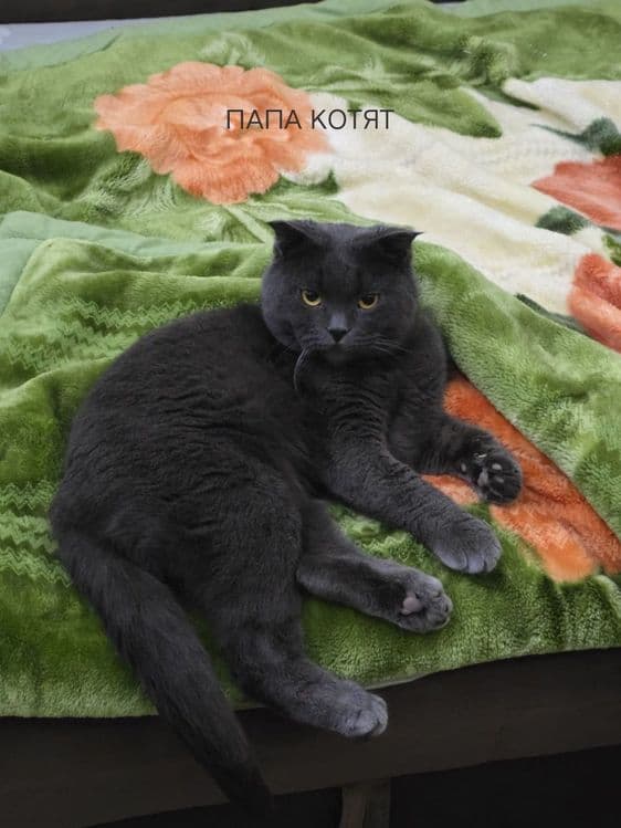 Продаются котята маленькие. — 3