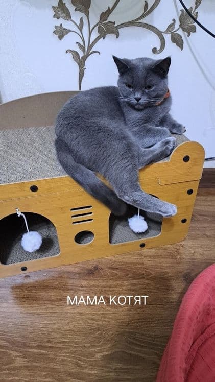 Продаются котята маленькие. — 4